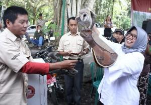 Sleman Miliki Konservasi Burung Hantu