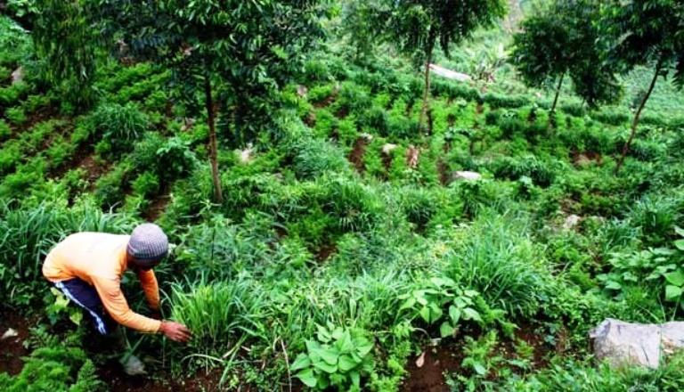 Petani Desa Mekarwaru Garap Perhutanan Sosial