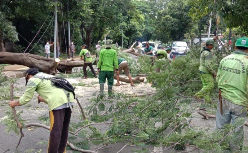 Pohon Tumbang Menimpa Sebuah Mobil