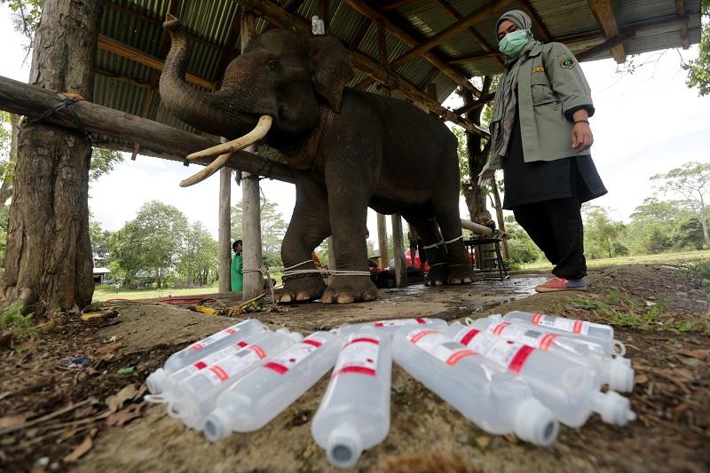 PENGOBATAN GAJAH