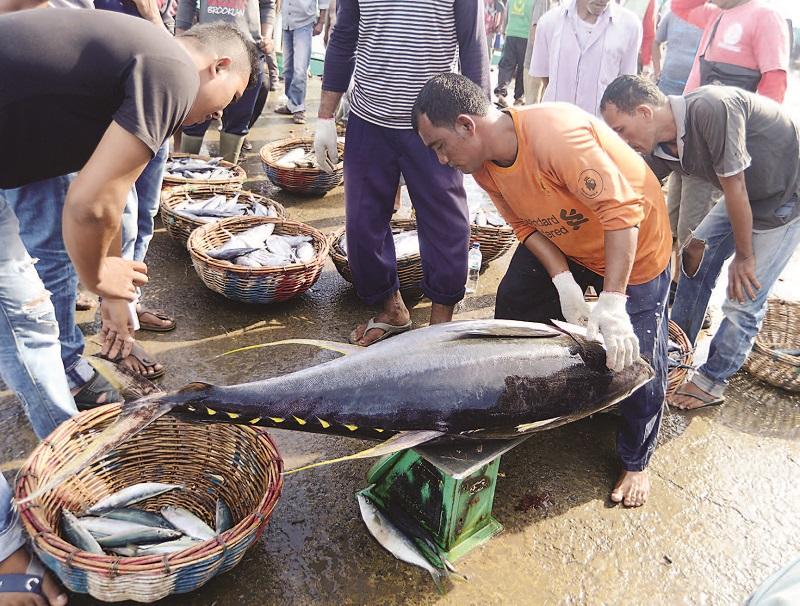 IKAN TUNA SIRIP KUNING