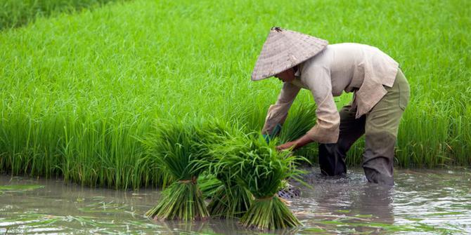 Data Lemah, Pertanian Indonesia Terus Mundur