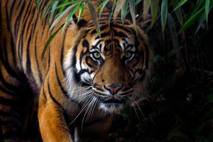 Harimau Sumatera di Langkat Belum Terekam Kamera Trap BBKSDA