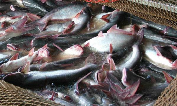 Pengetatan Pasar Pacu Produksi Patin Lokal