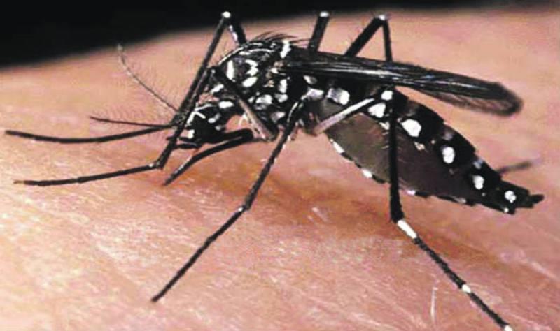 Kepulauan Seribu Aman Demam Berdarah Dengeu