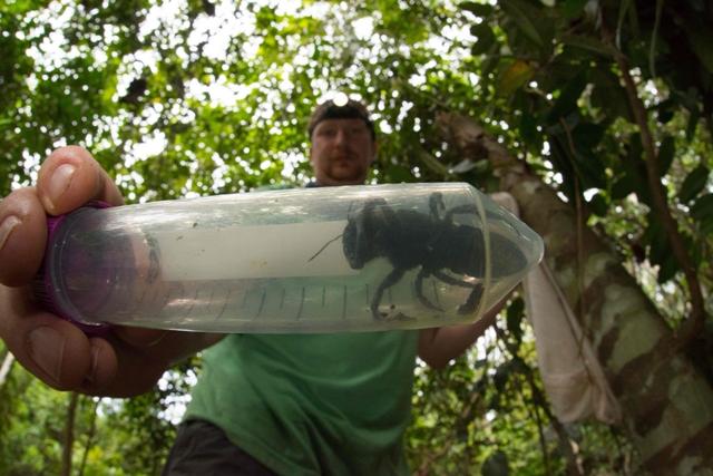 Lebah Raksasa Ditemukan Kembali di Indonesia