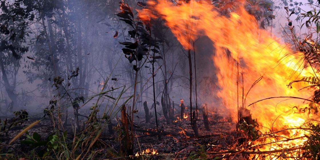 MA Diminta Eksekusi Perusahaan Pembakar Hutan