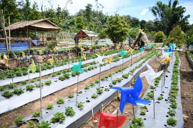 Petani di Bantaeng Budidayakan Strawberry