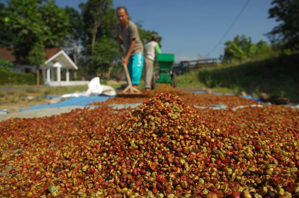 Produksi Kopi