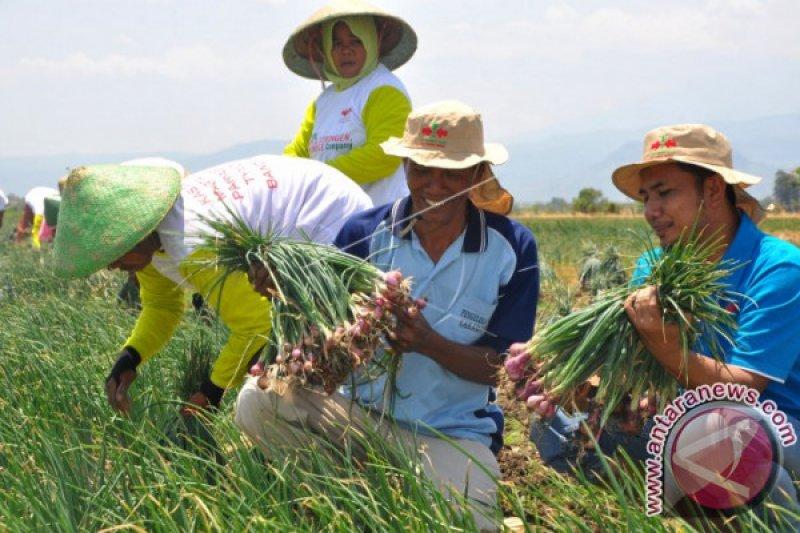 Kementan: Penerapan 'True Shallot Seed' Tingkatkan Hasil Benih Bawang