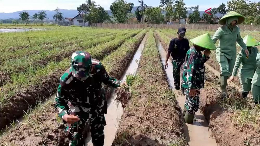 Prajurit Yonif 405/Surya Kusuma Panen Raya Bawang Merah