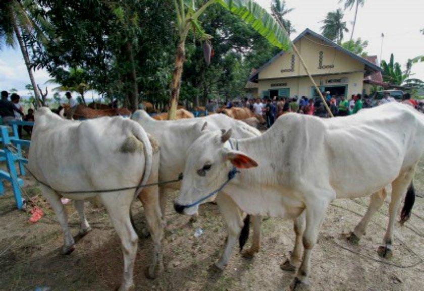 Pengawasan Distribusi Sapi Diperketat