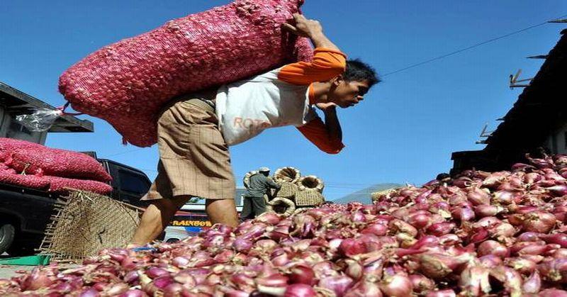 Kualitas Bawang Merah Ditingkatkan