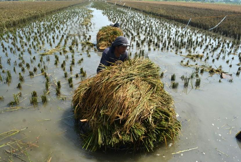 Seluas 876 Hektare Sawah di Tulungagung Terendam Banjir