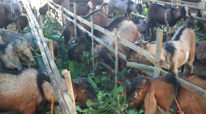 Produksi Kambing Digenjot