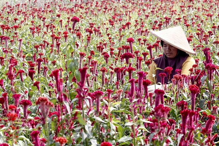 Budidaya Bunga Celosia