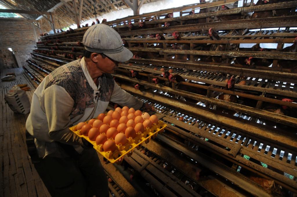 Harga Telur Naik