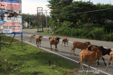 Kerumunan Sapi di Lintas Barat Aceh Sering Sebabkan Kecelakaan