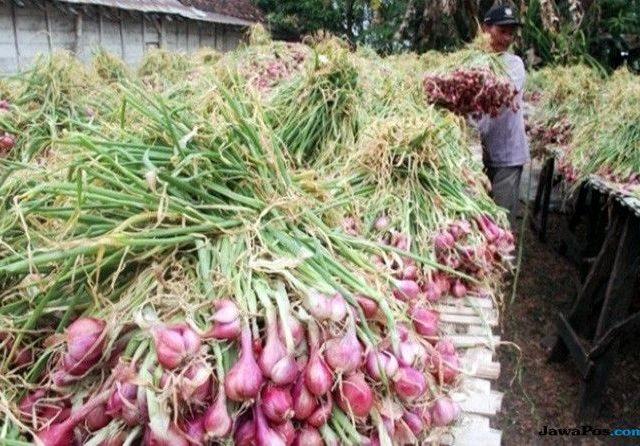 Harga Bawang Merah Terkendali