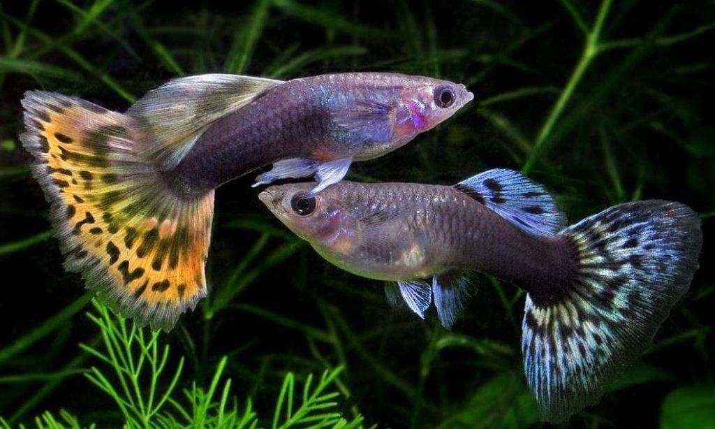 DIY Ekspor Langsung Benih Ikan 'Guppy' ke Filipina