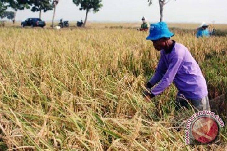 38.000 Hektar Lahan Pertanian di Kubu Raya Masuk Program LP2B