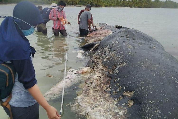 Bangkai Ikan Paus Pemakan Plastik Dikubur