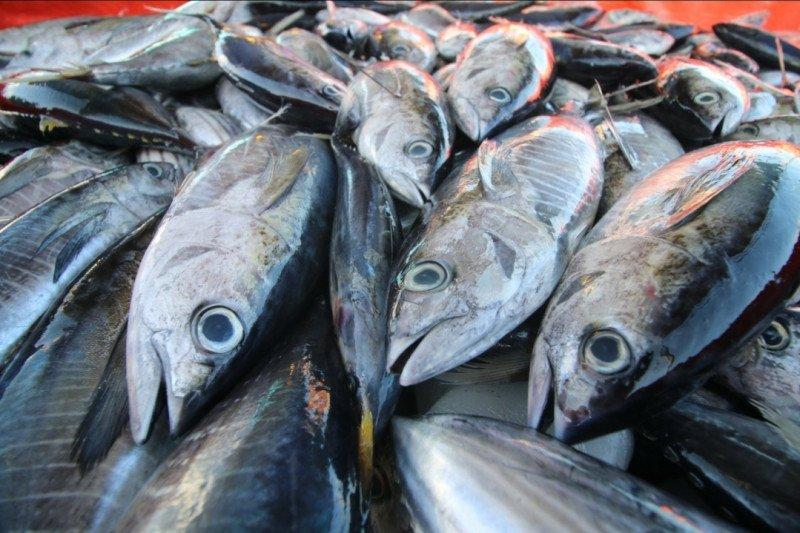 Penangkapan Tuna Utamakan Prinsip Berkelajutan