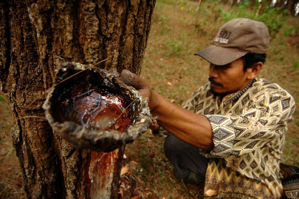 Sadap Getah Pinus