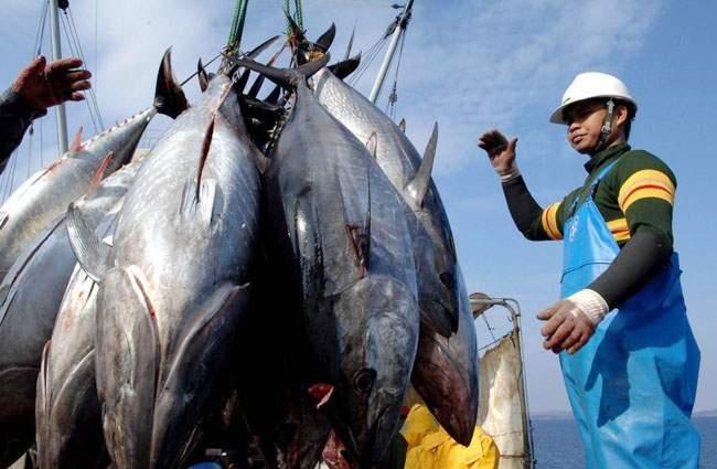 Penangkapan Ikan Tuna Diatur