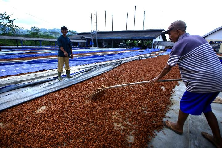 Produksi Kakao