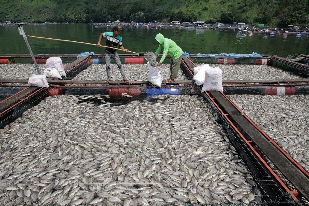 KKP Dalami Kematian Ikan di Danau Toba