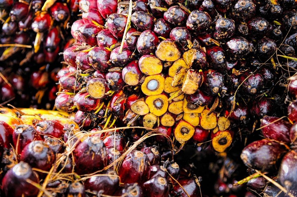 Peremajaan Kelapa Sawit Petani Swadaya Lamban