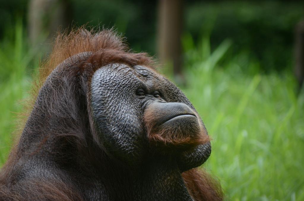 Pemberi Rokok ke Orang Utan Menyerahkan Diri