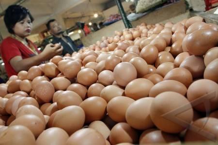 Kementan Harus Bertanggungjawab Terhadap Kenaikan Harga Telur