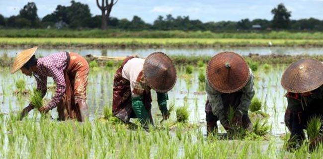 Kementerian BUMN Dorong Digitalisasi Pertanian