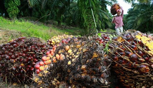 RI Menangi Gugatan Iklan Sawit di Prancis