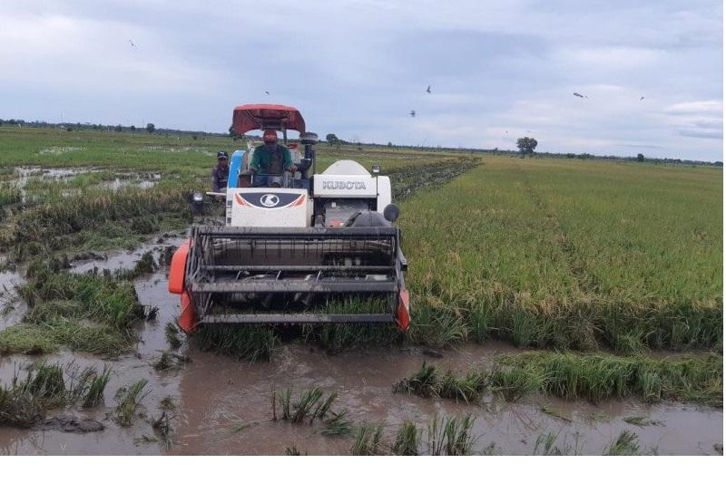 Bersiap Panen di Food Estate, Kementan Perkirakan Hasilnya Hingga 6 Ton Per Hektar