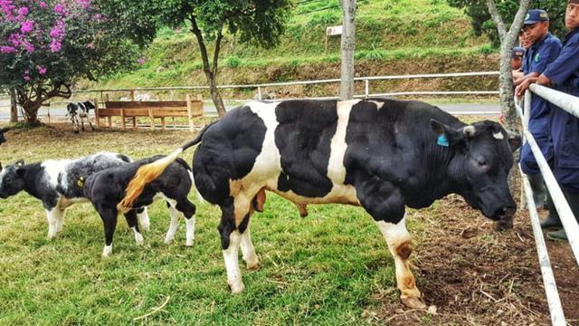 Andalkan Sapi Belgian Blue untuk Swasembada