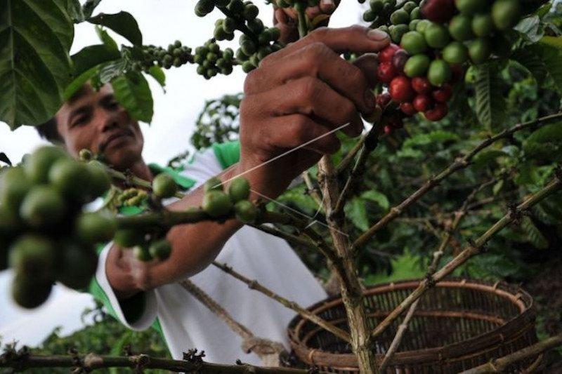 Sumatera Selatan Bangun Pabrik Pengolahan Kopi