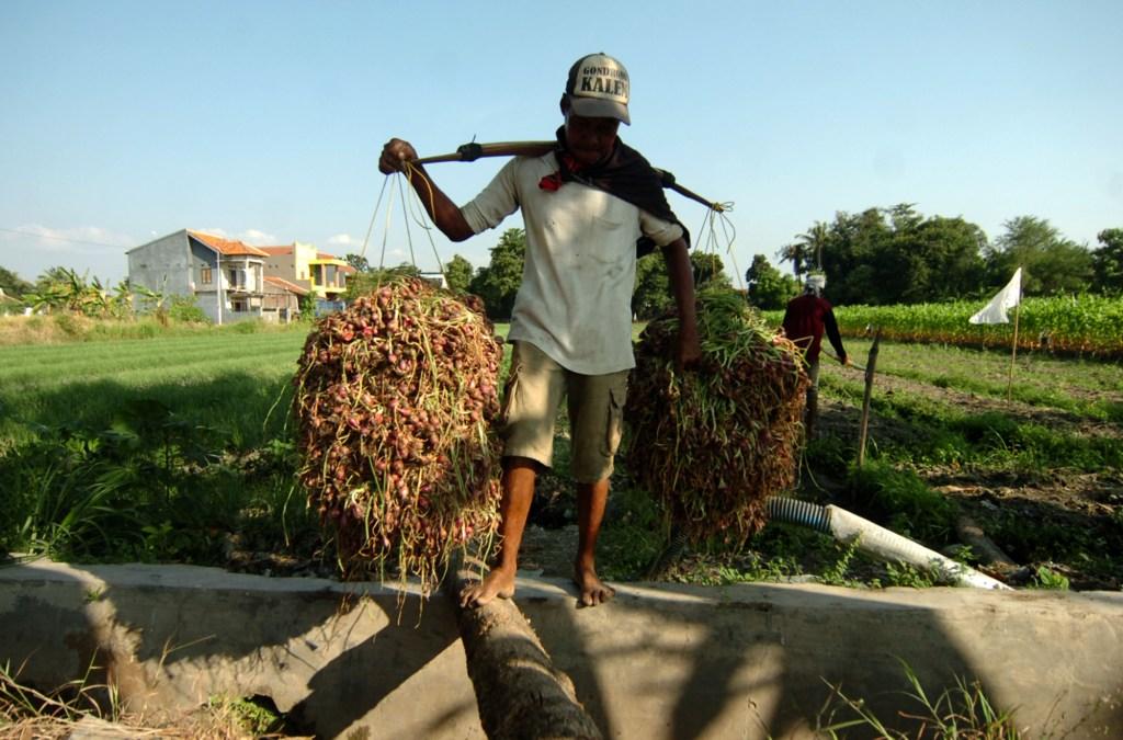 Produksi Bawang Turun