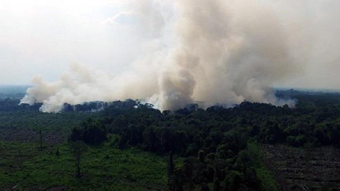 Tindak Tegas Perusaahan Pembakar Hutan