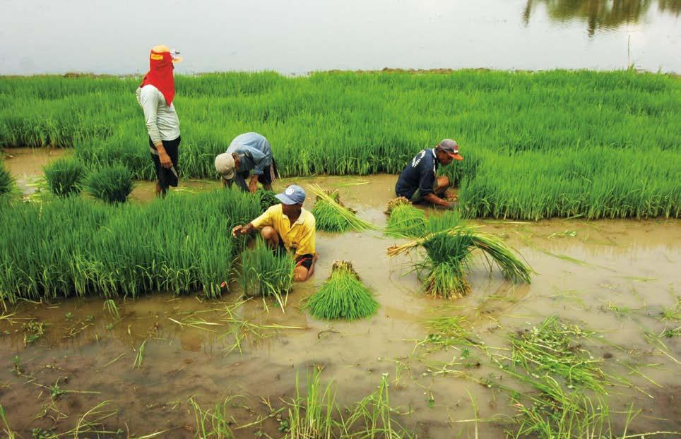 Produksi Benih Padi