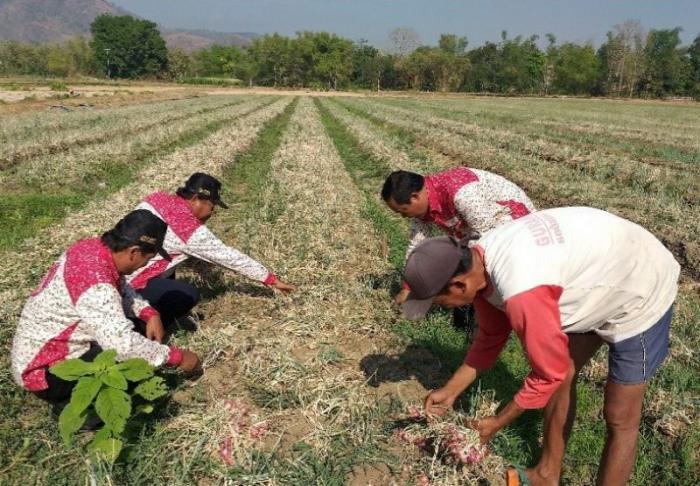 Sinergi Petani dan Pemerintah Kelola Hasil Panen pada Masa Pandemi