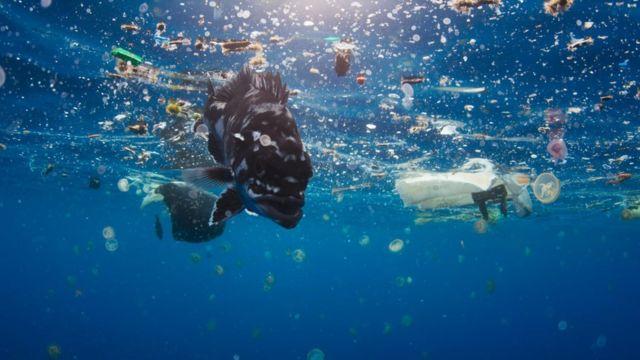 Studi Ungkap Metil Merkuri Sudah Cemari Bagian Terdalam Laut Dunia