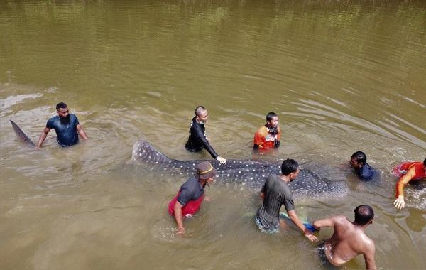 Hiu Paus yang Terdampar di Sungai Dievakuasi