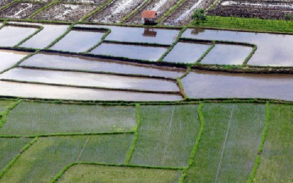 Pemerintah Perluas Sawah Baru