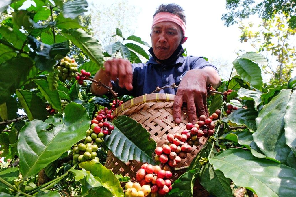 Panen Kopi