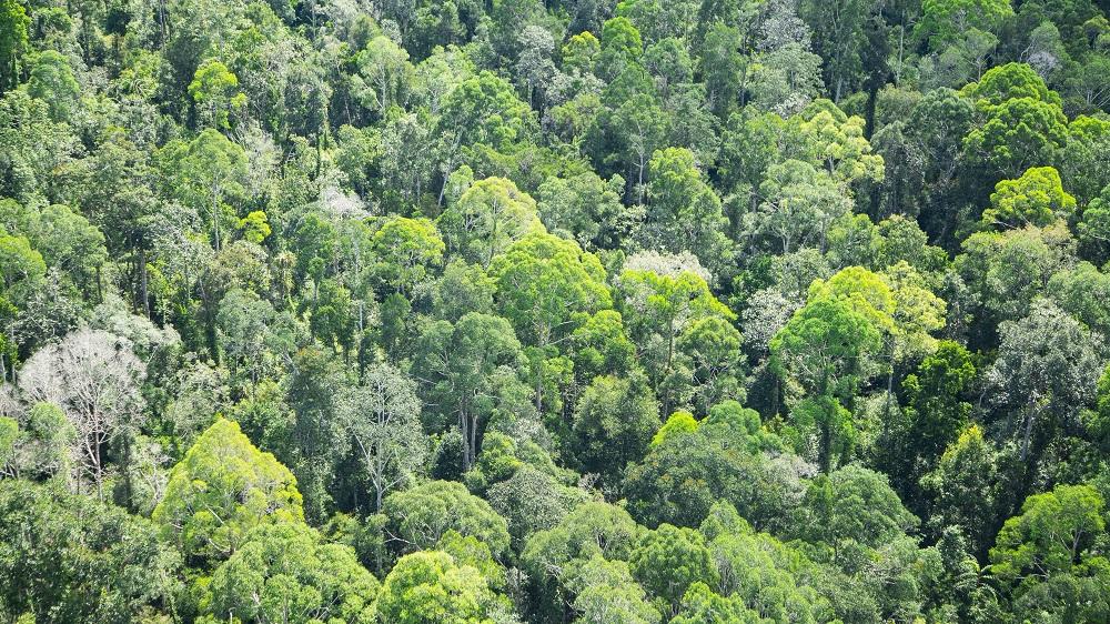 APP Sinar Mas Tegaskan Komitmen Konservasi Hutan