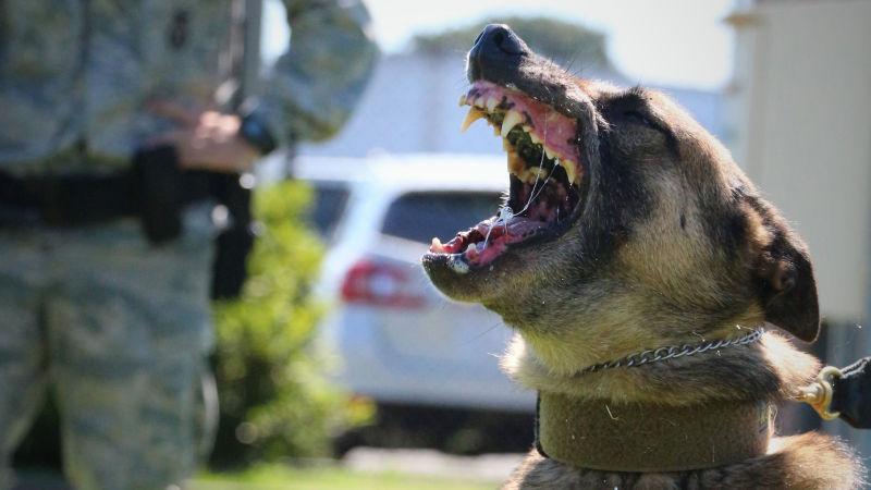 Anjing yang Tewaskan ART Dikenal sebagai Jenis Pemburu
