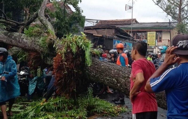 Petugas Damkar Evakuasi Pohon Tumbang di Cengkareng